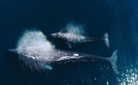 Whale Watching Tour from Mirissa, Sri Lanka
