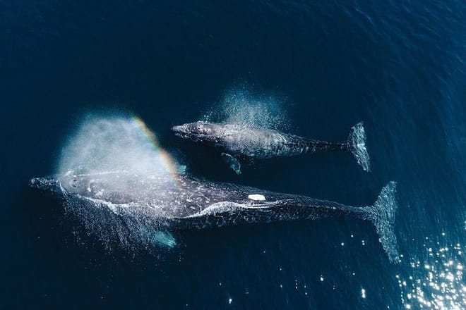 Whale Watching Experience in Mirissa 3