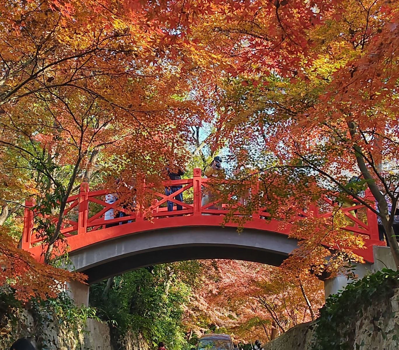 Nanjing's Autumn Blaze: A Tale of Two Gardens at Zhongshan Botanical Garden