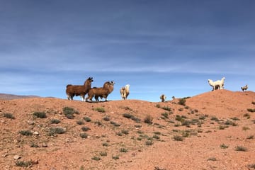 Private Full-Day Train to the Clouds Tour from Salta