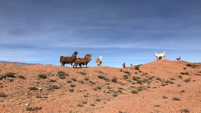 Private Tour: Full-Day Train to the Clouds Experience from Salta 5