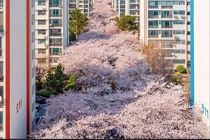 Private Minibus Tour in Busan for Cruise Ship Guests 8-15 People