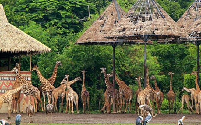 BANGKOK: Join Tour: Full Day Tour Safari World - Marine Park - Buffet Lunch with Private Transfer 7