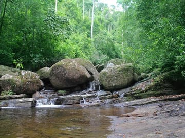 Bird Watching Day Tour in Sinharaja Rainforest from Colombo