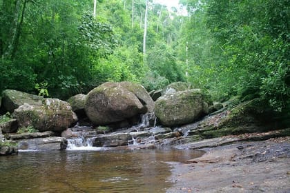 Sinharaja Bird Watching Day Tour from Colombo