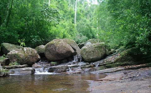 Bird Watching Day Tour in Sinharaja Rainforest from Colombo