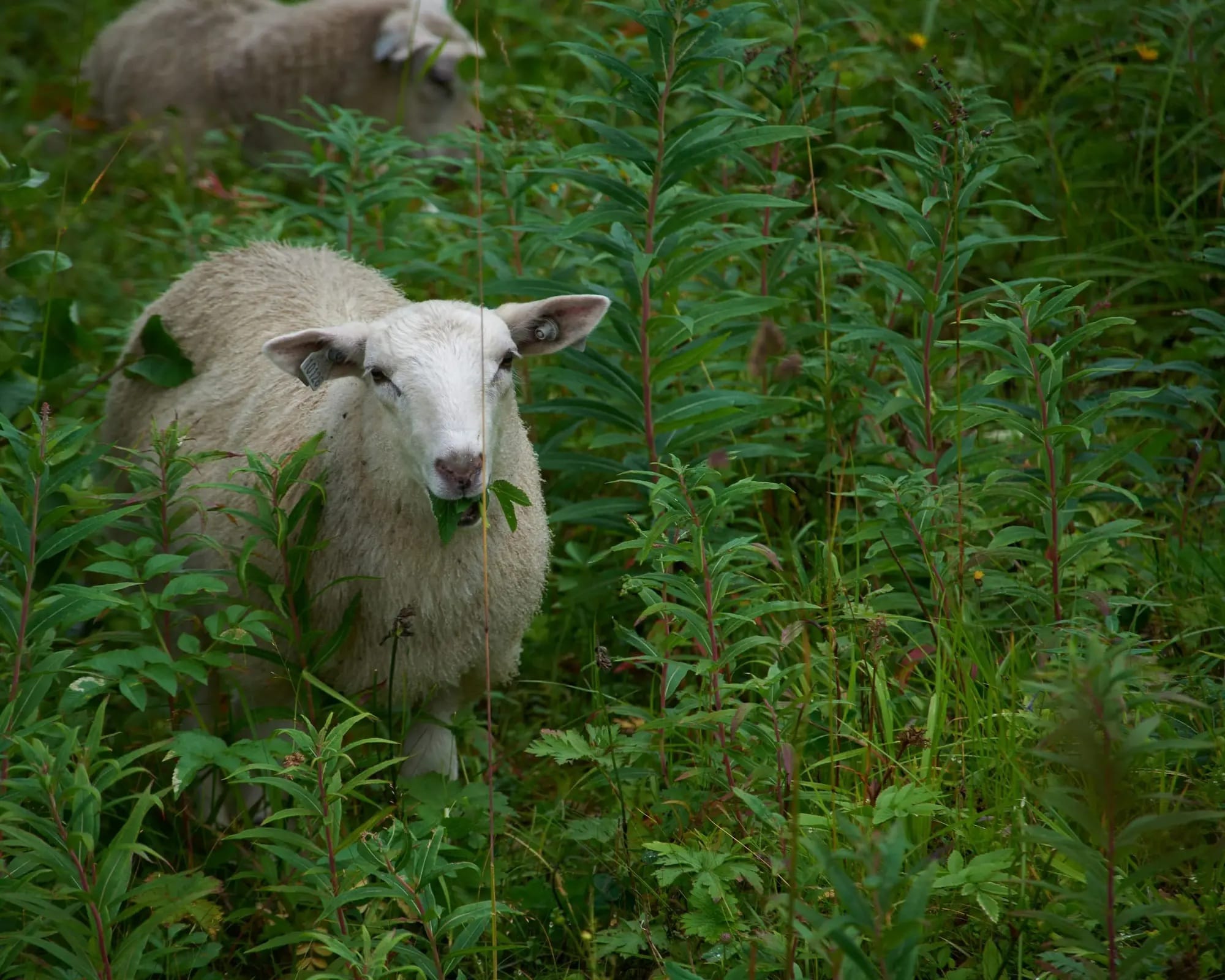 La flora si trova molto probabilmente nello stomaco della fauna!