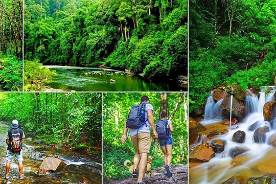  From Udawalawa: Sinharaja Trekking Day Tour