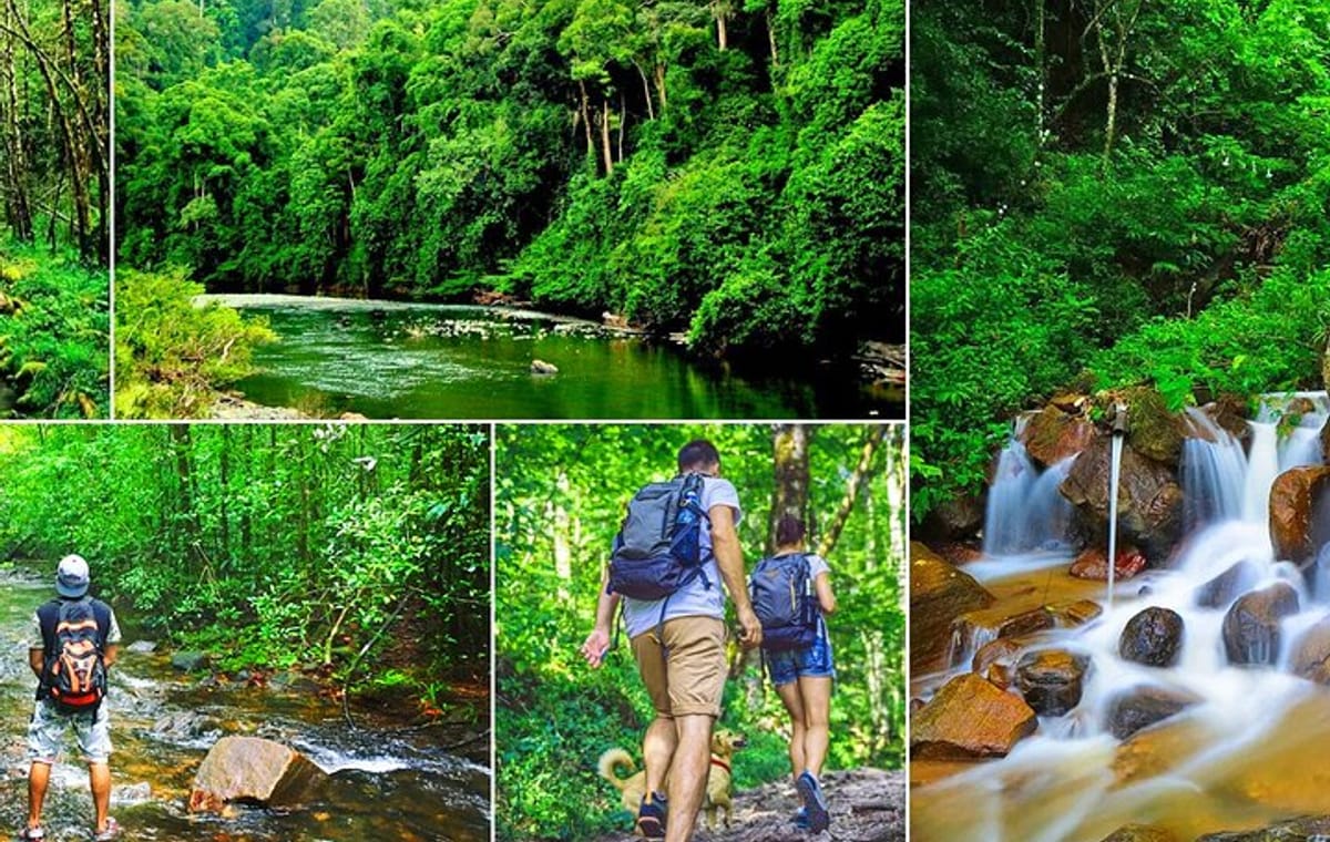 Sinharaja Rain Forest Tour from Udawalawa