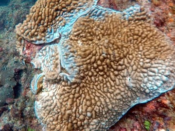 Scuba Diving Adventure in Kalpitiya, Sri Lanka