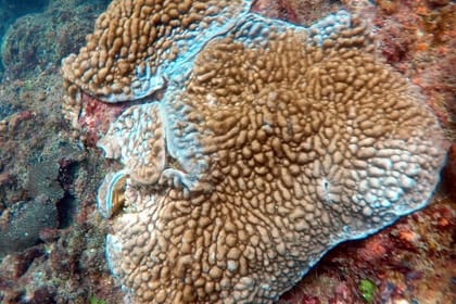 Scuba Diving in Kalpitiya