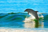 Dolphin House Reef Snorkeling Adventure &amp; Transfers – Marsa Alam