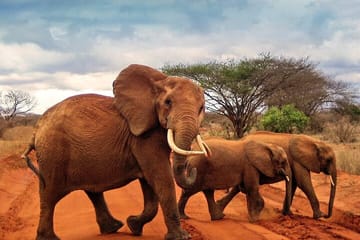 3 Days Private Tour to Amboseli National Park