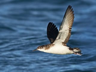 Whale Watching and Marine Life Tour in Faxafloi, photo 6