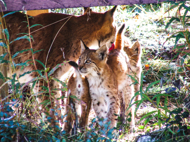 Visit to Ranua Arctic Wildlife Park - Rovaniemi 4
