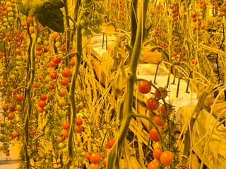 Golden Circle Tour with Friðheimar Tomato Farm Experience, photo 13