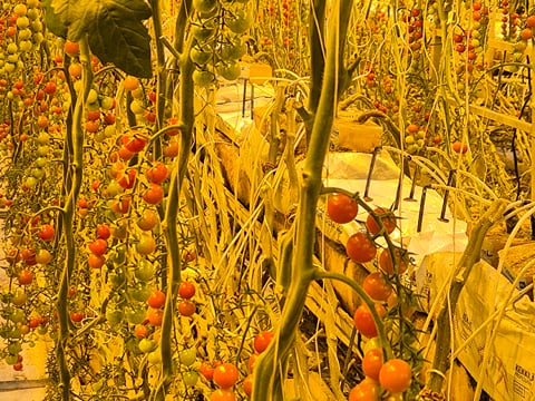 Golden Circle Tour with Friðheimar Tomato Farm Experience, photo 13
