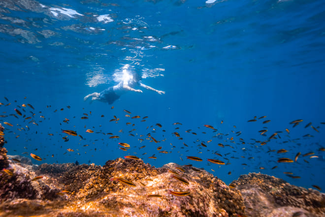 Snorkeler swimming above tropical fish and coral reef in the Sea of Cortez