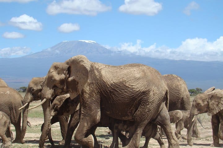 3 days, 2 nights safari to Amboseli National park from Nairobi 3
