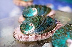 Abalone farm, coastal seaweed walk and tasting tour. Galway. Guided.  10