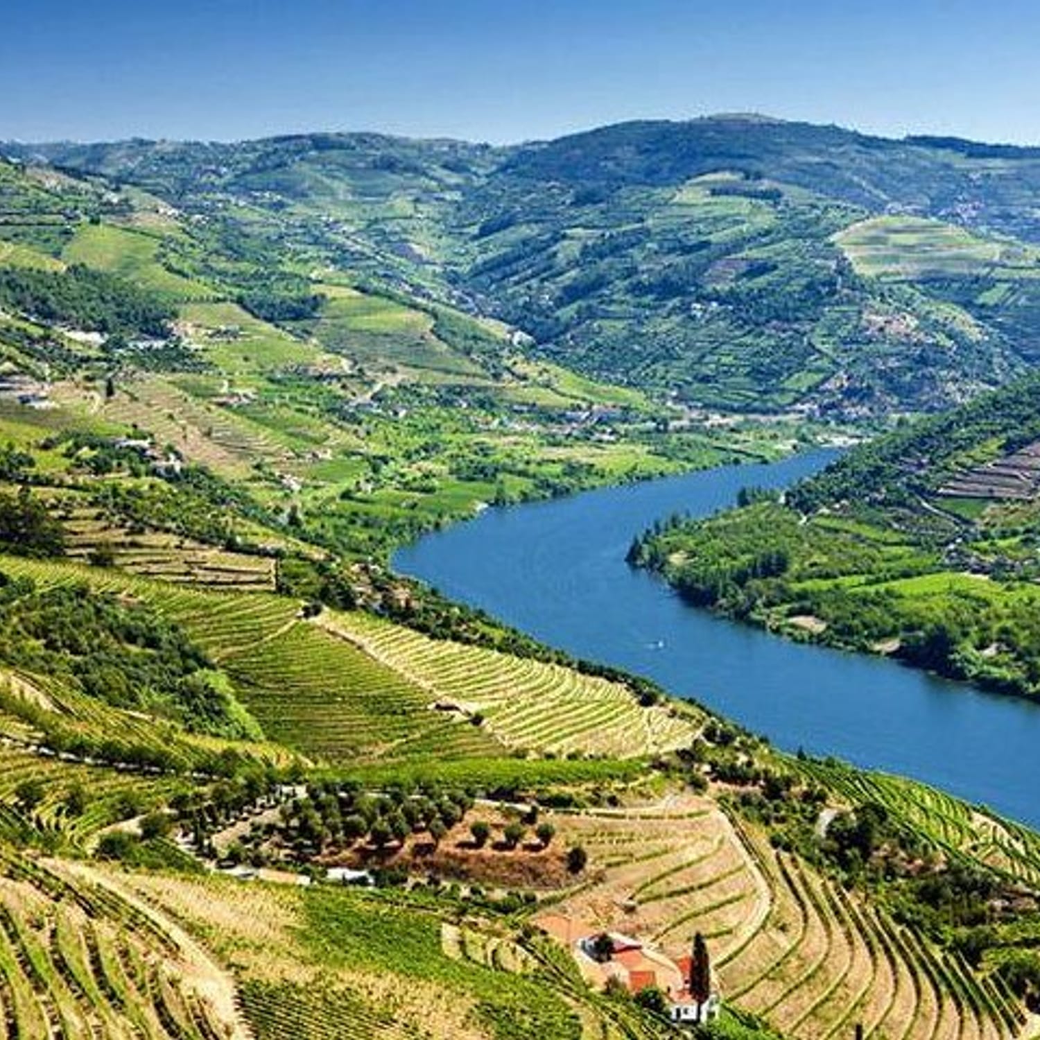 From Porto: Douro Valley: Wine Tour with Lunch Tastings & River Cruise
