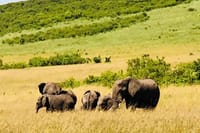 Mara Marvels: Elephants roam the iconic Maasai Mara