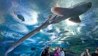 Underwater World Pattaya Ticket 7