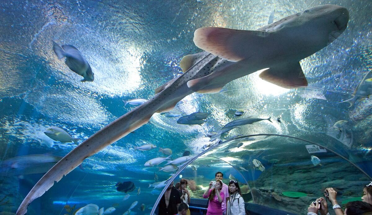 Underwater World Pattaya Ticket 7
