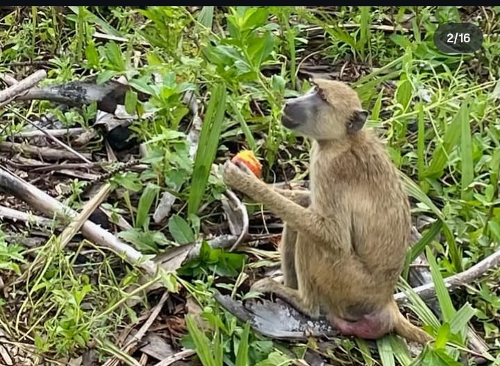 6 Days Southern Tanzania Safari 9