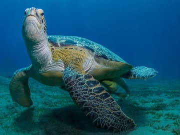 Snorkeling Adventure at Abu Dabbab Bay from Hurghada