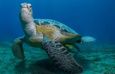Snorkeling Adventure at Abu Dabbab Bay from Hurghada