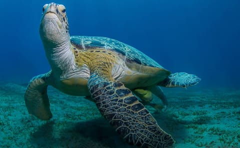 Snorkeling Adventure at Abu Dabbab Bay from Hurghada