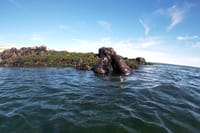 Snorkeling with Sea Lions in Puerto Madryn 8