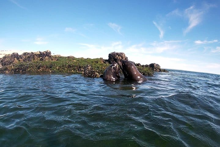 Snorkeling with Sea Lions in Puerto Madryn 8