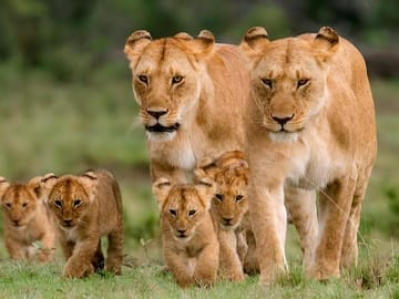 7-Day Wildebeest Migration Safari: Amboseli & Masai Mara