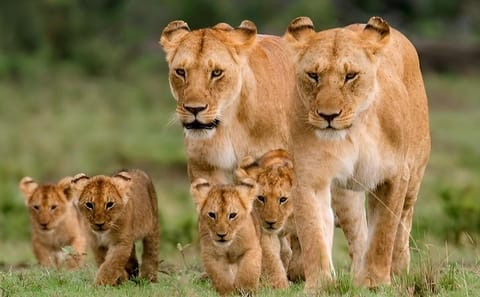 7-Day Wildebeest Migration Safari: Amboseli & Masai Mara