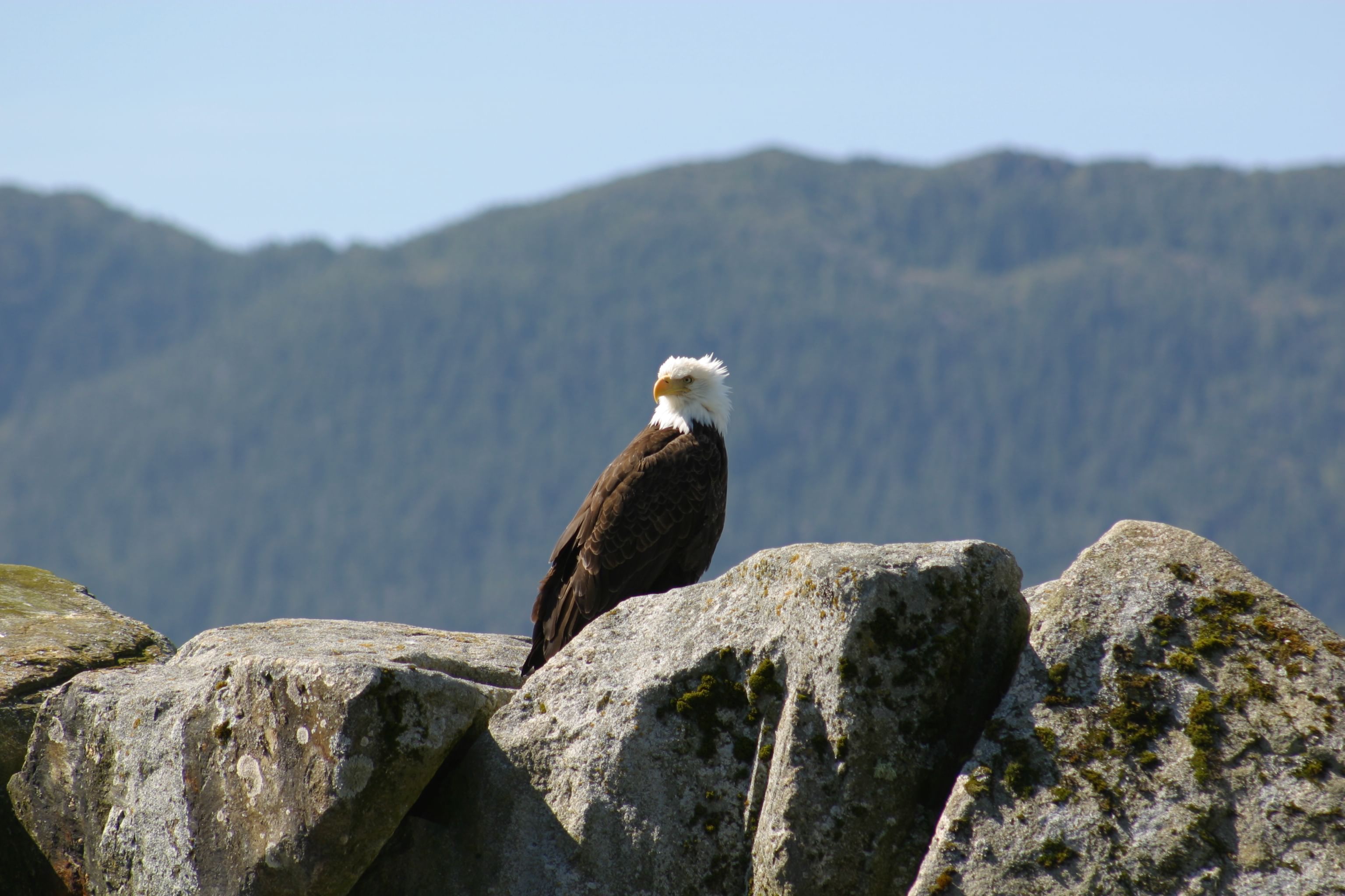 A bald eagle sits on some rocks.