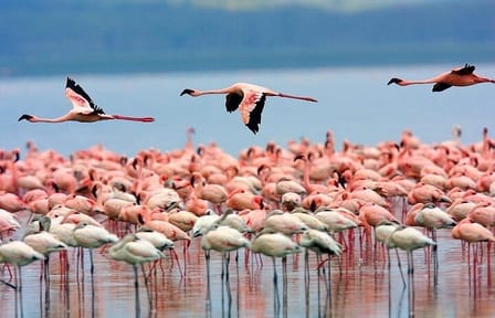 6 Days Samburu Sweetwaters Lake Nakuru and Lake Naivasha Tour