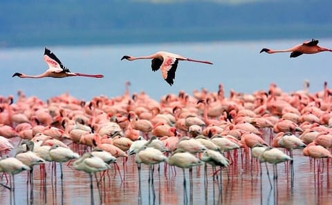 6-Day Adventure Tour of Samburu, Sweetwaters, and Naivasha