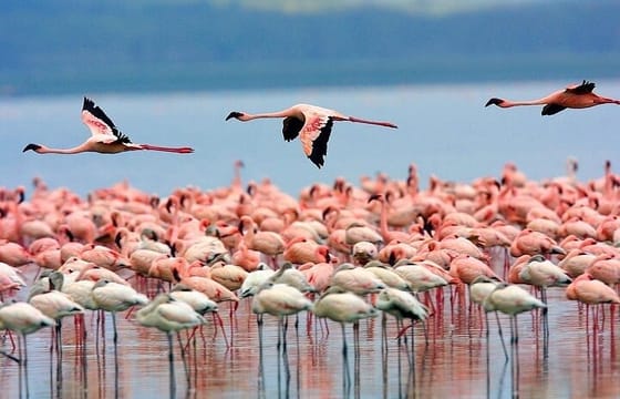 6 Days Samburu Sweetwaters Lake Nakuru and Lake Naivasha Tour