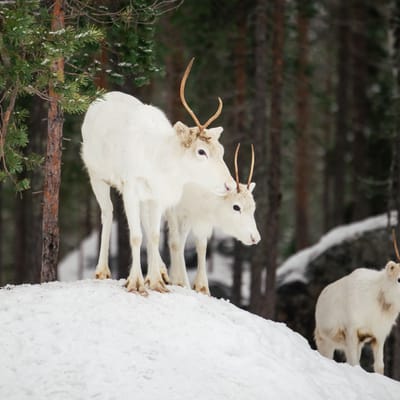 Snowshoe trip to meet reindeer in Rovaniemi - Image 3