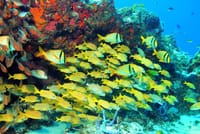 Colorfull Fishes