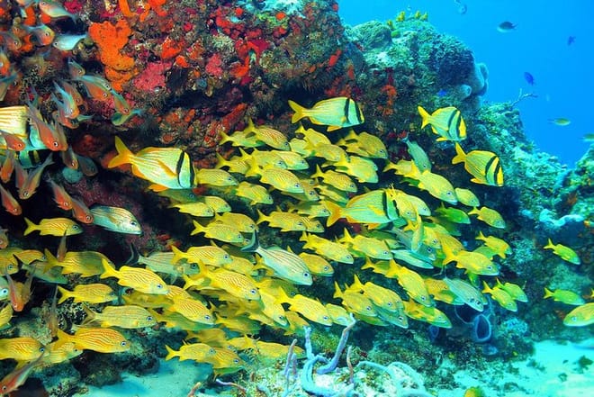 Colorfull Fishes