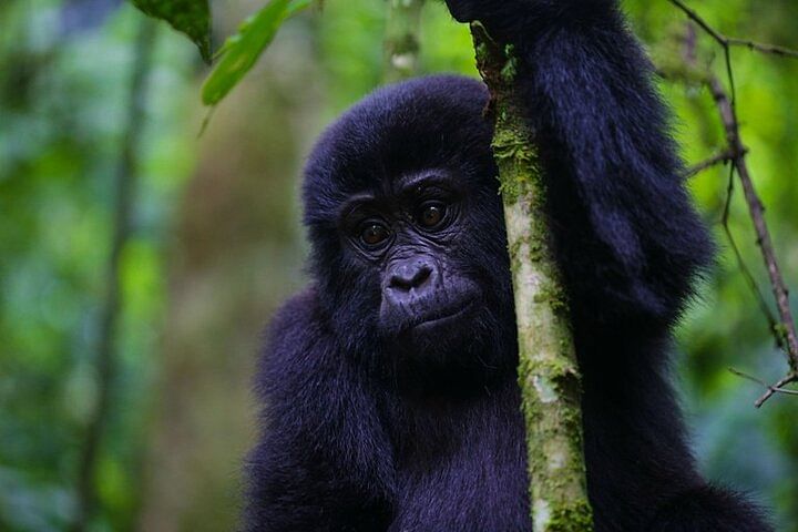 Gorilla Tracking and Wildlife Adventure in Uganda & Rwanda