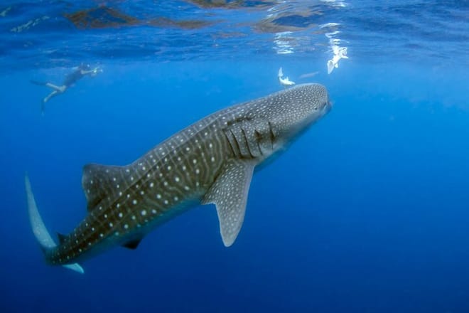 Whale Shark Adventure Day Trip from Zanzibar to Mafia Island photo 4