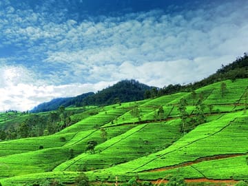 One Day Nature and Sightseeing Tour from Kandy to Nuwara Eliya