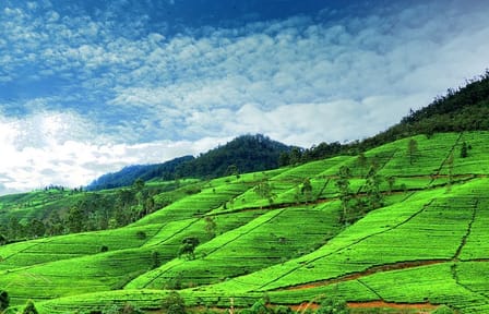 One Day Nature and Sightseeing Tour from Kandy to Nuwara Eliya