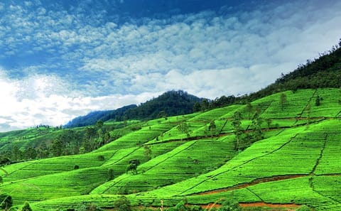 One Day Nature and Sightseeing Tour from Kandy to Nuwara Eliya