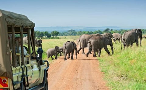4-Day Safari Adventure in Ol Pejeta and Aberdare, Kenya