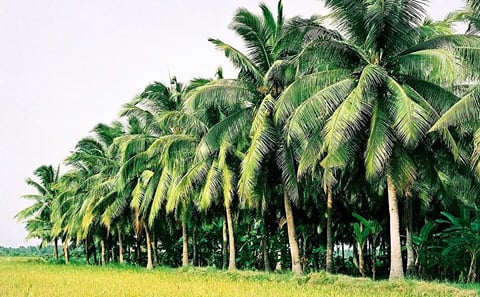 Mekong Delta Real Life in 2 Days
